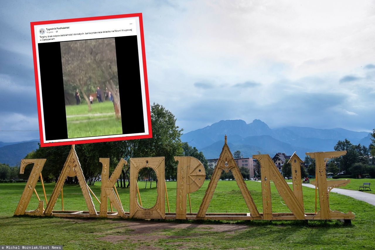 Chwile grozy w Zakopanem. Łania zaatakowała dziecko