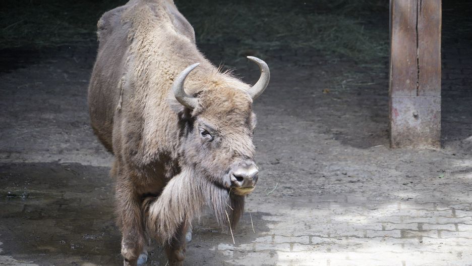 Pokazowa Zagroda Żubrów w Pszczynie