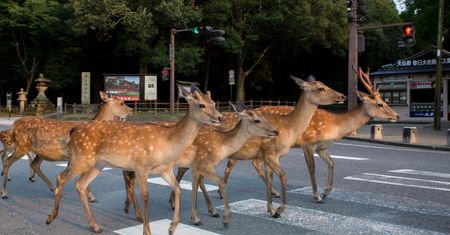 Jelenie opanowały miasto. W Japonii nazywa się je posłańcami bogów