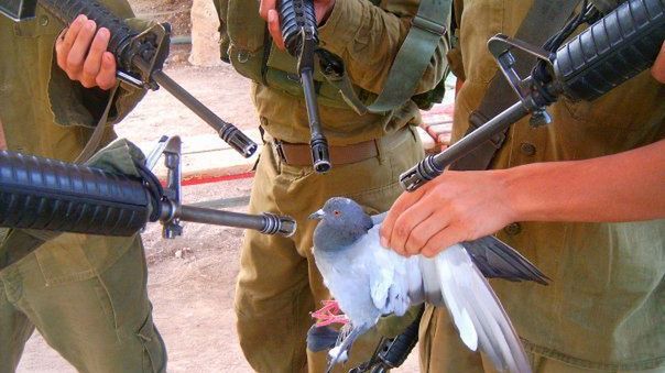 Chiny tresują 10 000 gołębi i szykują się do wojny totalnej 1