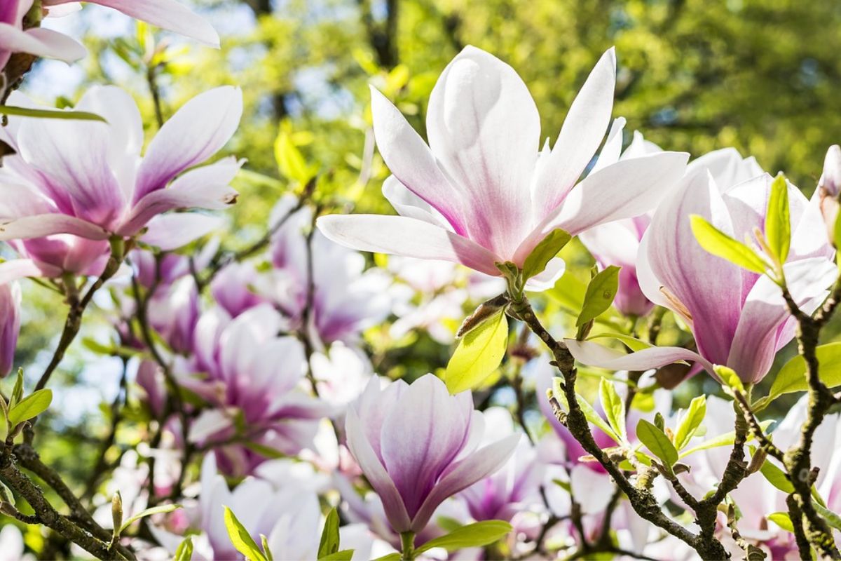 Magnolia