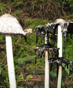 Czernidłak kołpakowaty. Grzyb rozpuszcza się w ciągu kilku godzin