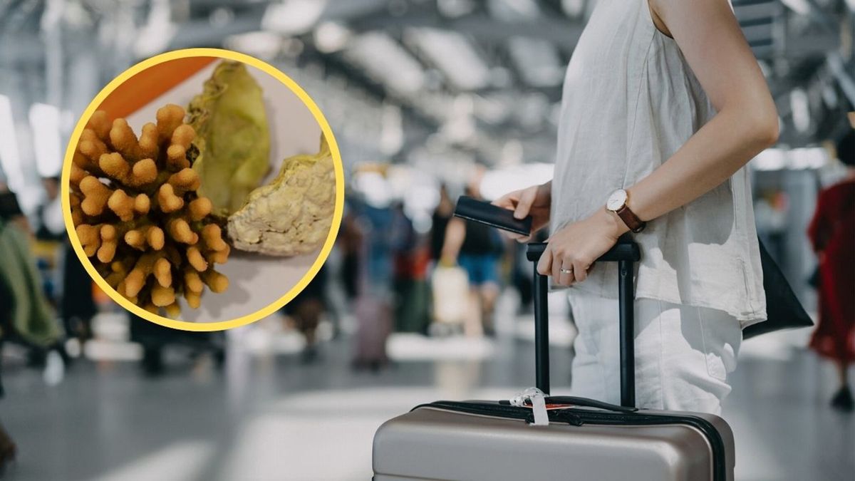 Kobieta przewiozła do polski chronioną rafę koralową 