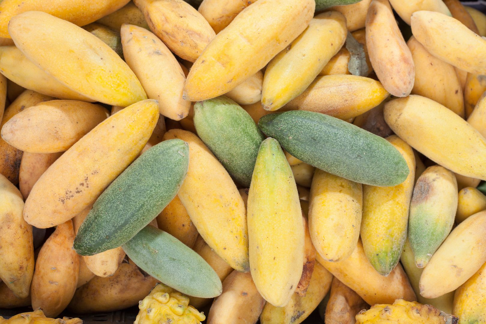 Tumbo curuba to inaczej bananowa marakuja
