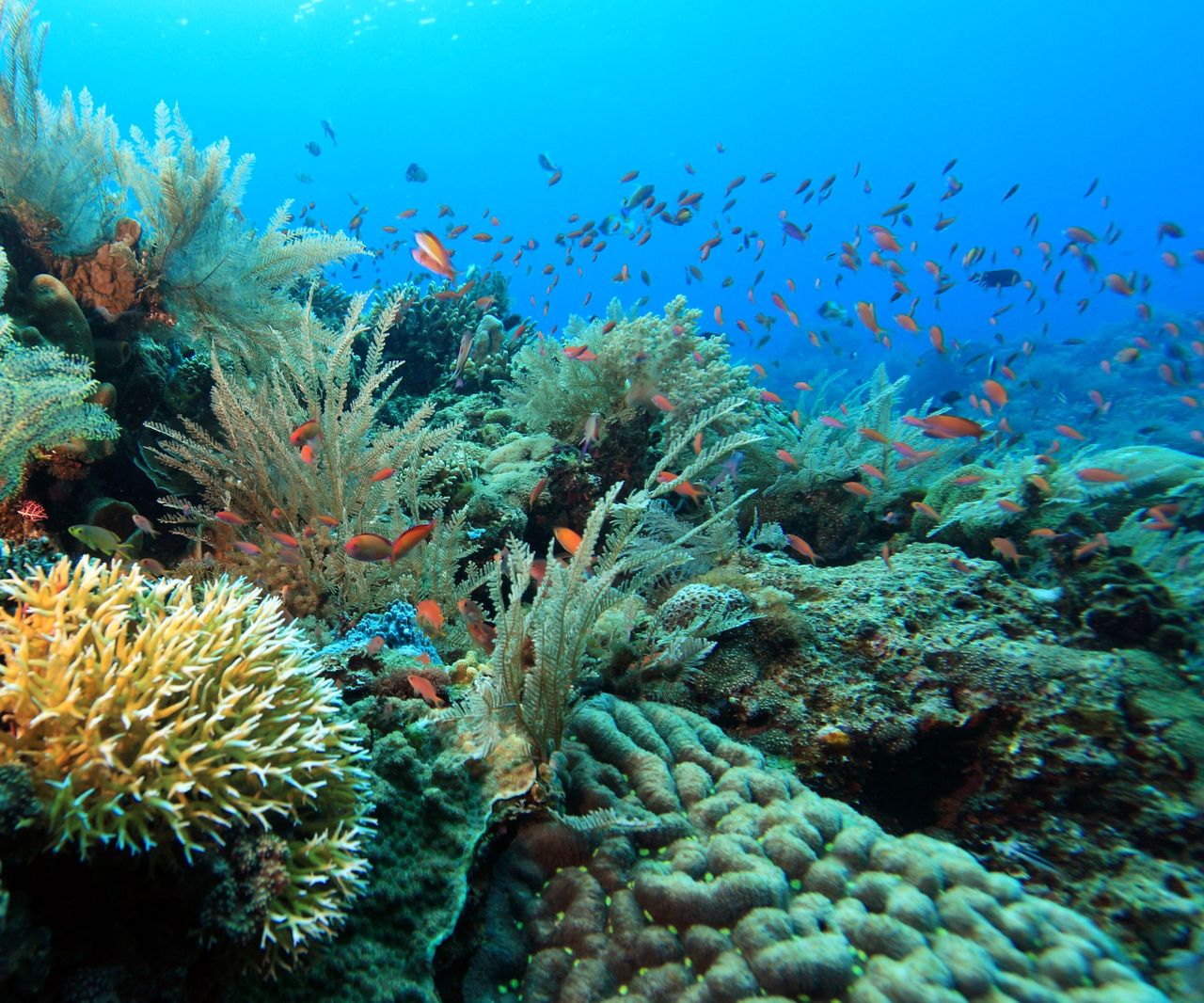 Great Barrier Reef under threat: Unprecedented warming worries scientists