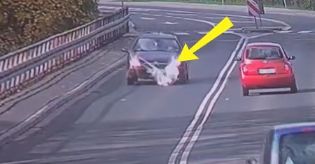 Runął pod auto. Leśnicy pokazali nagranie. Ludzie aż się gotują