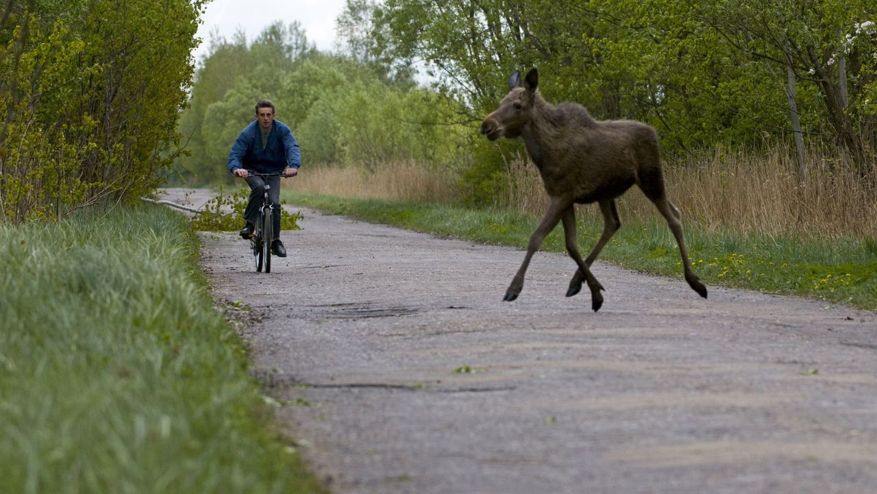 Autostrada na łosiostradzie