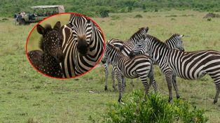 Ma kropki zamiast pasków. Prawdziwy fenomen w świecie przyrody