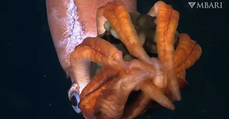 Odkrywają tajemnice oceanicznych głębin. Rzadki okaz zarejestrowany na wideo