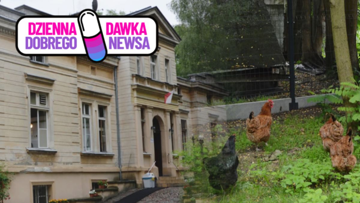 Kury, koguty i kaczki zmieniły adres. Pomogą bezdomnym