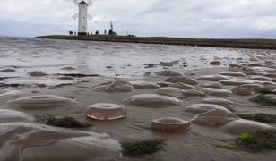 Meduzy pokryły całą plażę w Świnoujściu. Ta inwazja oznacza tylko jedno