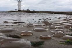Meduzy pokryły całą plażę w Świnoujściu. Ta inwazja oznacza tylko jedno