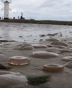 Meduzy pokryły całą plażę w Świnoujściu. Ta inwazja oznacza tylko jedno