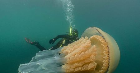 Meduza większa od człowieka. Gigant u wybrzeży Anglii