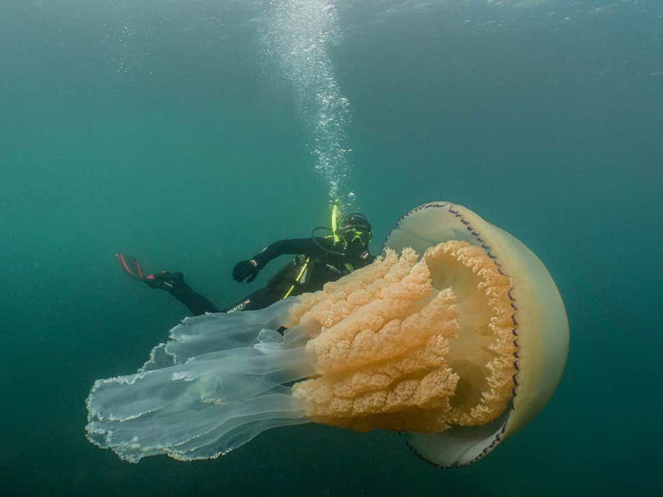 Meduza większa od człowieka. Gigant u wybrzeży Anglii