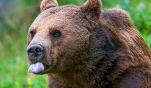 Niedźwiedź utknął w samochodzie i... urządził sobie przejażdżkę