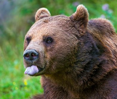 Niedźwiedź wszedł do domu i zdemolował kuchnię