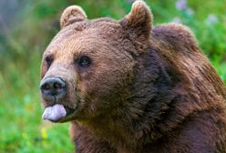 Niedźwiedź wszedł do domu i zdemolował kuchnię