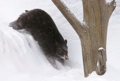 Niedźwiedź pod Tarnowem. Leśnicy ostrzegają