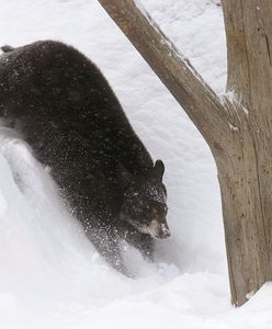 Niedźwiedź pod Tarnowem. Leśnicy ostrzegają