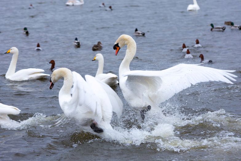Ruffled feathers - Mute Swans, Cygnus olor, arguing and flapping wings to fight for territory at Welney, Norfolk, UK