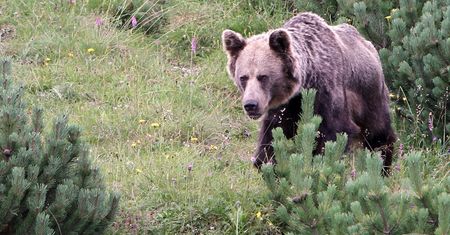 Tatry. Turyści uciekali przed niedźwiedziem