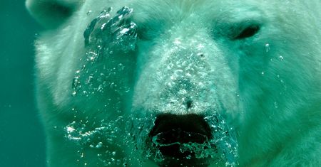 Wyginą do 2050 roku. Nowe zagrożenie dla niedźwiedzi polarnych