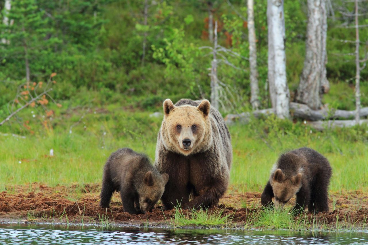 Bieszczady. Niedźwiedzia rodzina znów uwieczniona na filmie