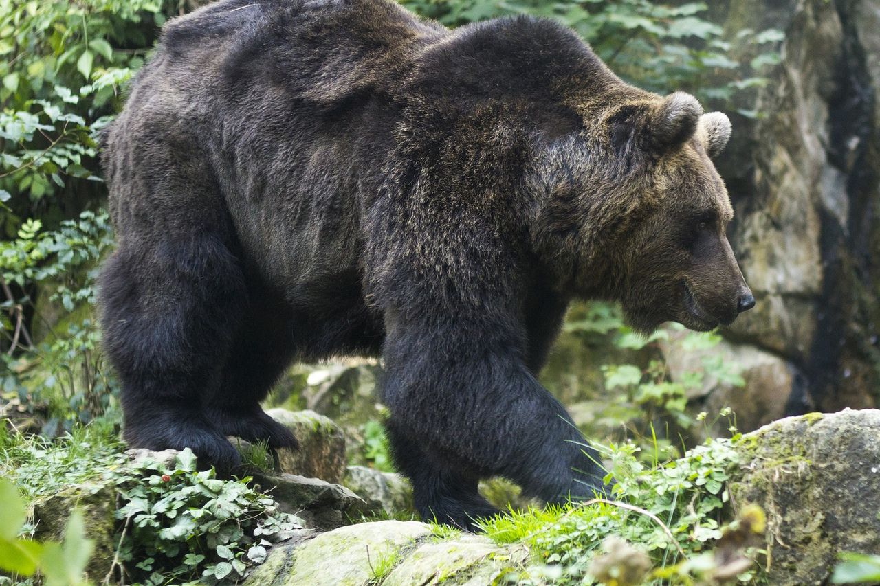 Safari nad Wisłą. Niebezpieczne zwierzęta w pobliżu naszych domów