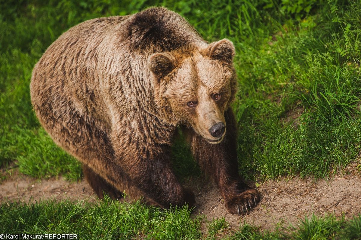 Niedźwiedź zaatakował kobietę. Zaledwie 15 km od słoweńskiej stolicy