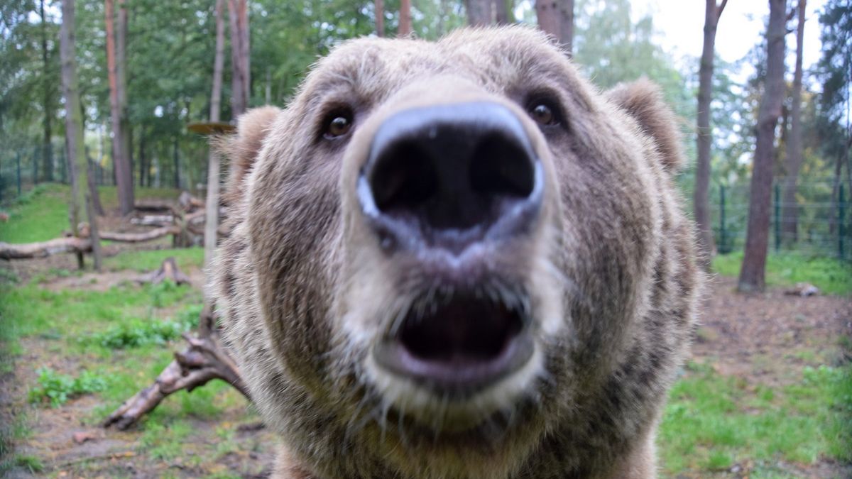 poznań zoo niedźwiedź