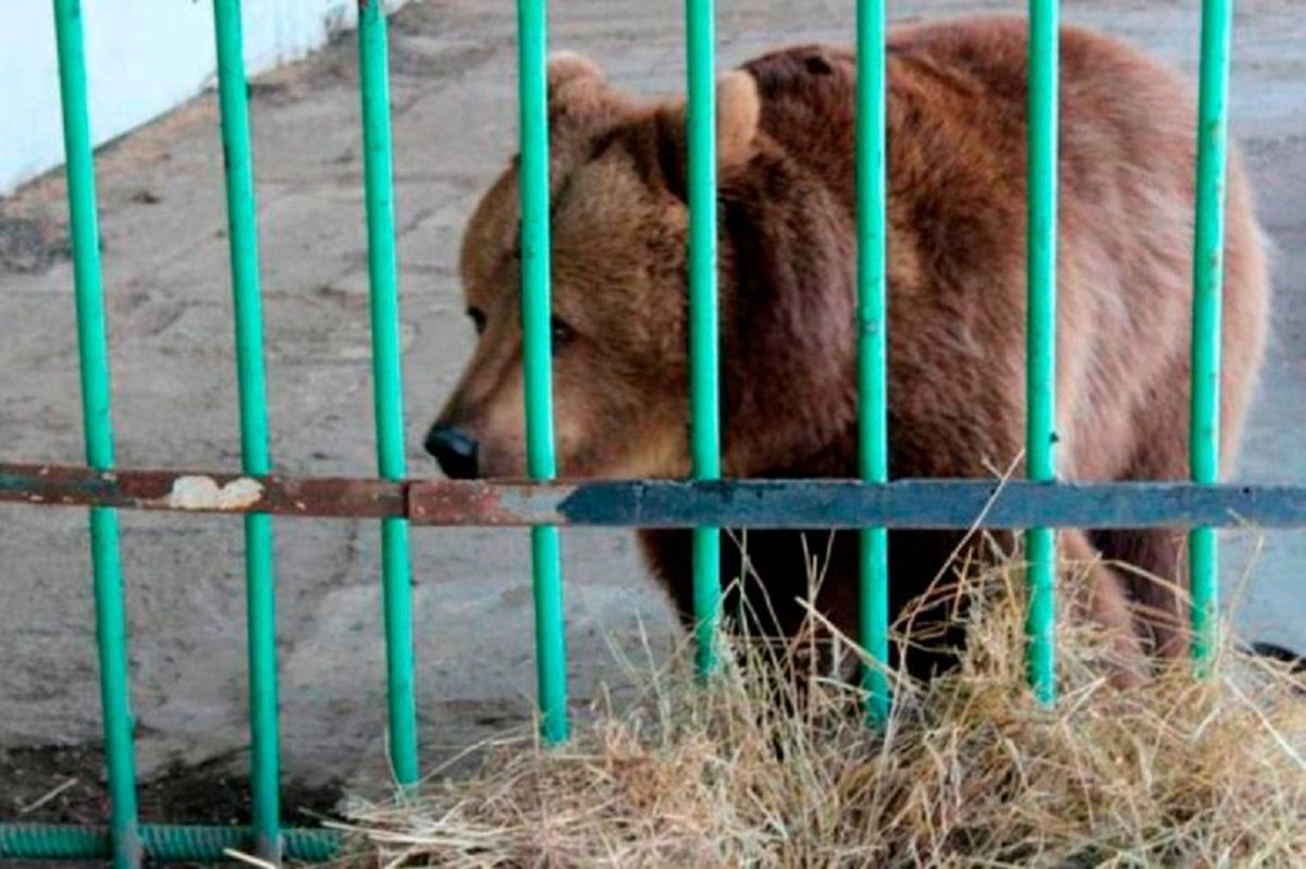 Niedźwiedzica siedziała w więzieniu dla ludzi. Wyszła po 15 latach