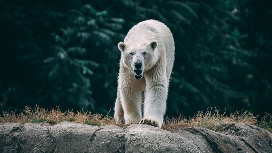 Rosja. Niedźwiedź polarny w niebezpieczeństwie