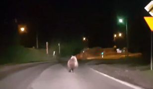 Po ulicach Bukowiny Tatrzańskiej biega niedźwiedź. I nie jest to mały misio