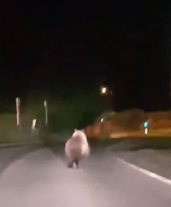 Niedźwiedzie biegają po ulicach Zakopanego