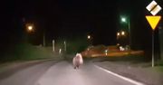 Po ulicach Bukowiny Tatrzańskiej biega niedźwiedź. I nie jest to mały misio