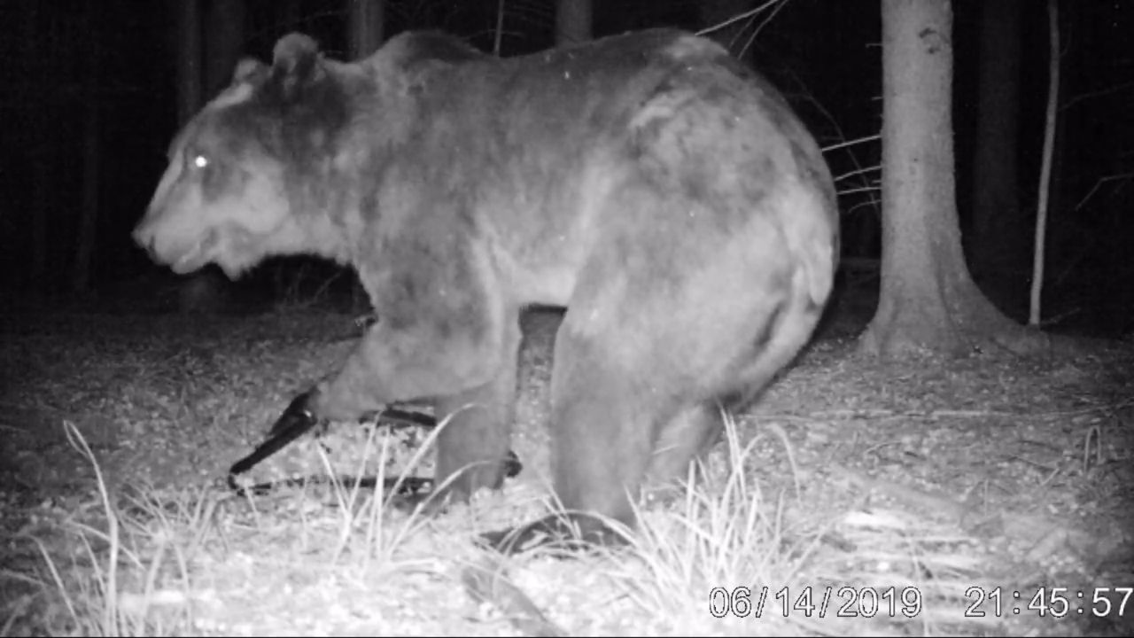 Puszcza Białowieska. Pierwszy taki przypadek od ponad pół wieku