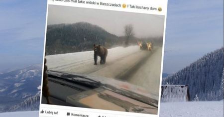 Takie rzeczy tylko w Bieszczadach. To zdjęcie tylko na pierwszy rzut oka jest zabawne