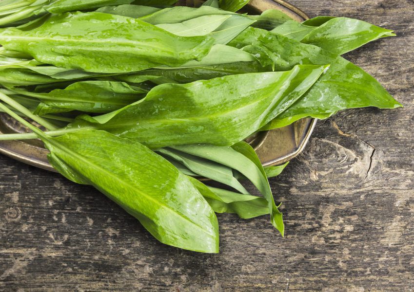 Dlaczego warto jeść czosnek niedźwiedzi?