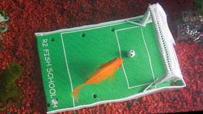 Wytrenuj swoją rybkę! (wideo) 1