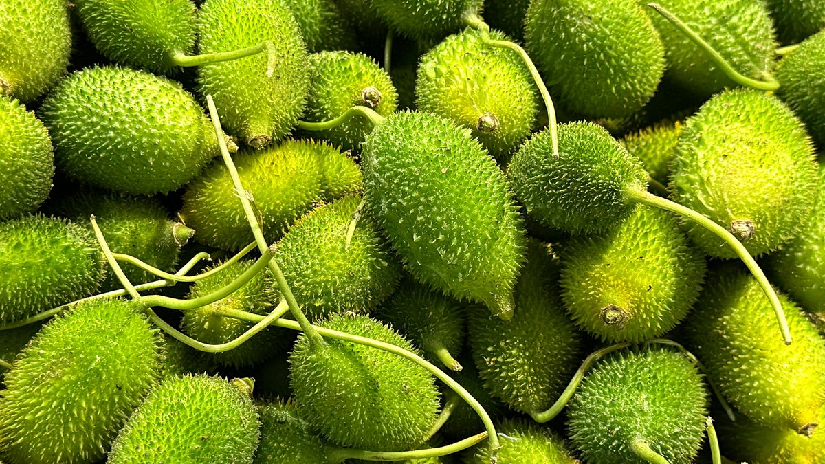 Kantola to warzywo, które łączy egzotyczny wygląd ze wspaniałymi korzyściami dla zdrowia.