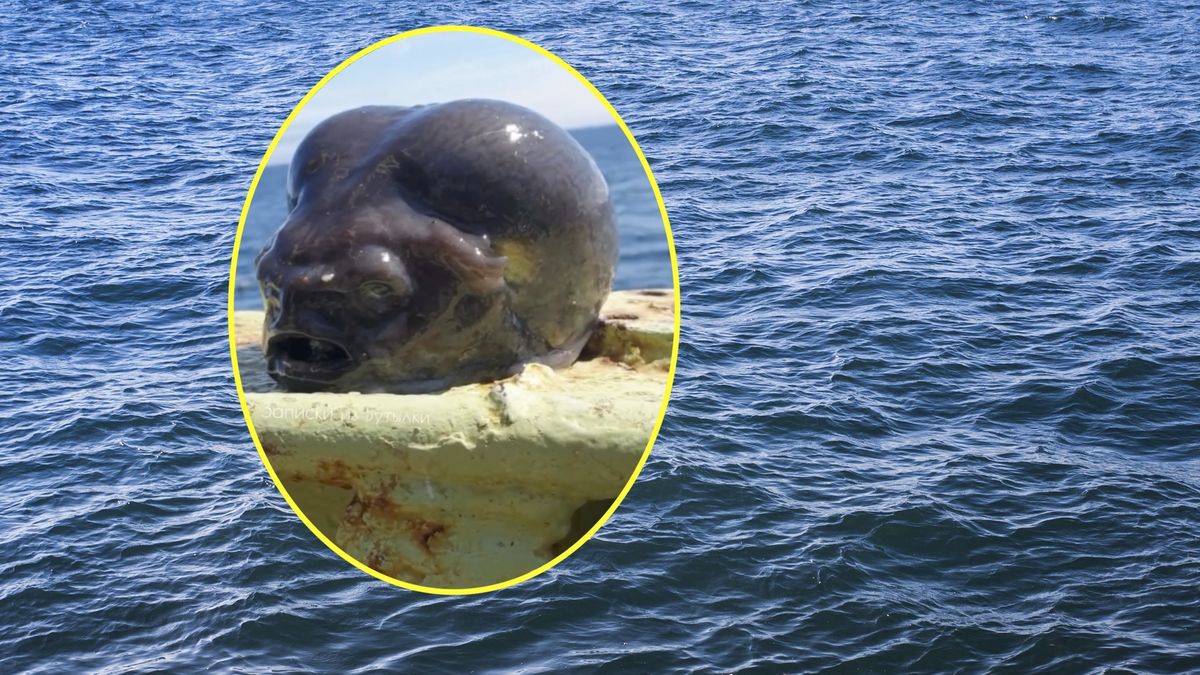 Wyłowiona przez rybaka ryba ma niecodzienny wygląd