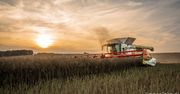 Prognozy cen rzepaku 2026. Crédit Agricole studzi oczekiwania rynku