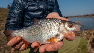 Ta ryba była hitem w czasach PRL-u. Dziś znów podbija polskie stoły