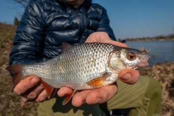 Ta ryba była hitem w czasach PRL-u. Dziś znów podbija polskie stoły