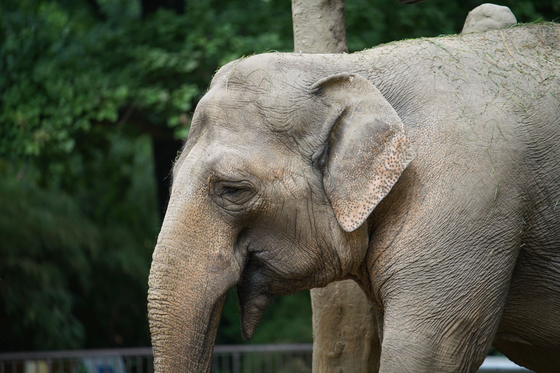 Sony FE 70–200 mm f/2.8 GM OSS - zdjęcia przykładowe z ZOO w Berlinie 7