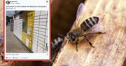 Rój pszczół zaatakował paczkomat w Podkowie Leśnej. Wiemy, co się stało