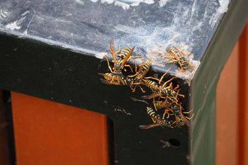 Spryskaj taras. Osy będą omijać szerokim łukiem