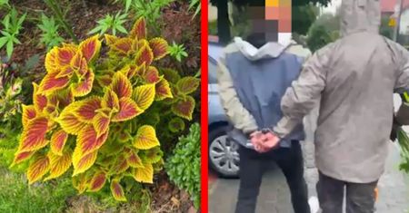 Uważał to za genialny plan. Oto co znaleźli policjanci w jego ogródku