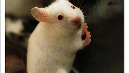 U myszy już działa. Czy pomoże także ludziom? 1